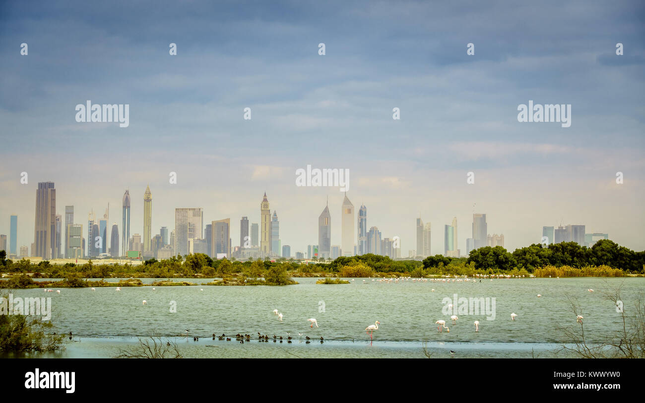 Fenicotteri rosa sulle sponde di un lago in Ras Al Khor Wildlife Sanctuary con downtown skyline di Dubai nel contesto Foto Stock