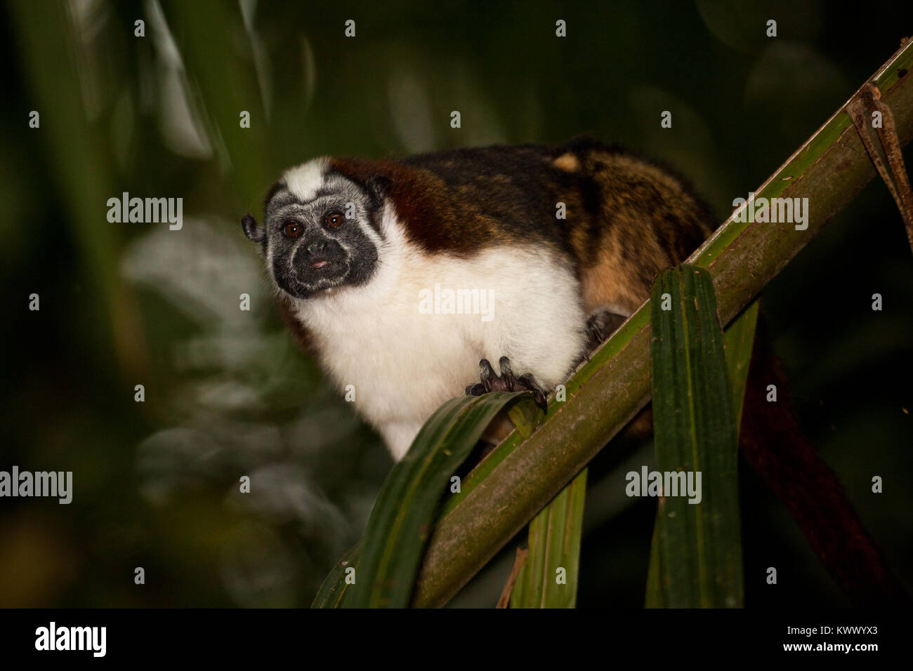 Geoffroy's Tamarin, sci. nome; Saguinus geoffroyi, nel parco nazionale di Soberania, Repubblica di Panama. Foto Stock