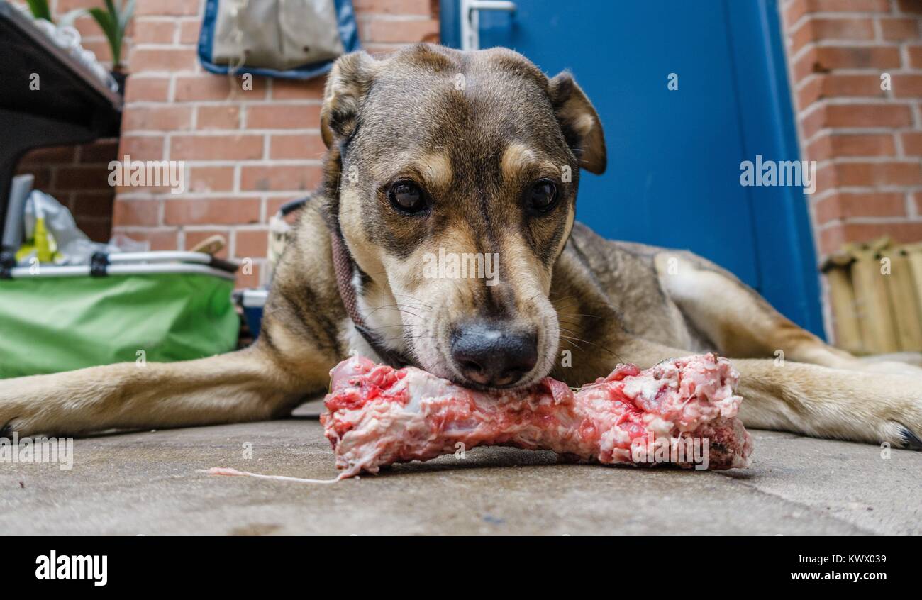 Ein Mischlingshund frisst am 14.02.2017 in Hamburg einen Knochen. Foto: Markus Scholz | Utilizzo di tutto il mondo Foto Stock