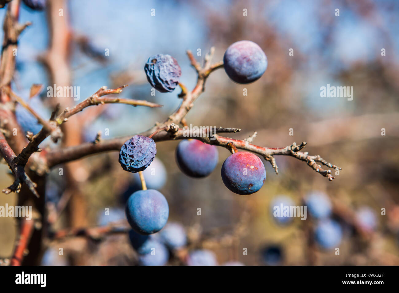 Dettaglio del Prunus spinosa bacche, Valconca, Italia Foto Stock