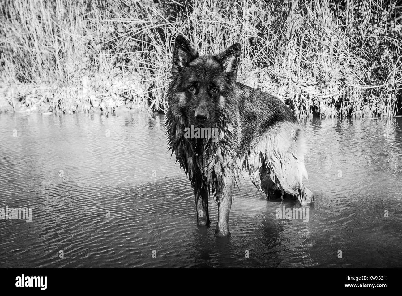 Pastore Tedesco di balneazione in un fiume su un sentiero in Valconca, Italia Foto Stock