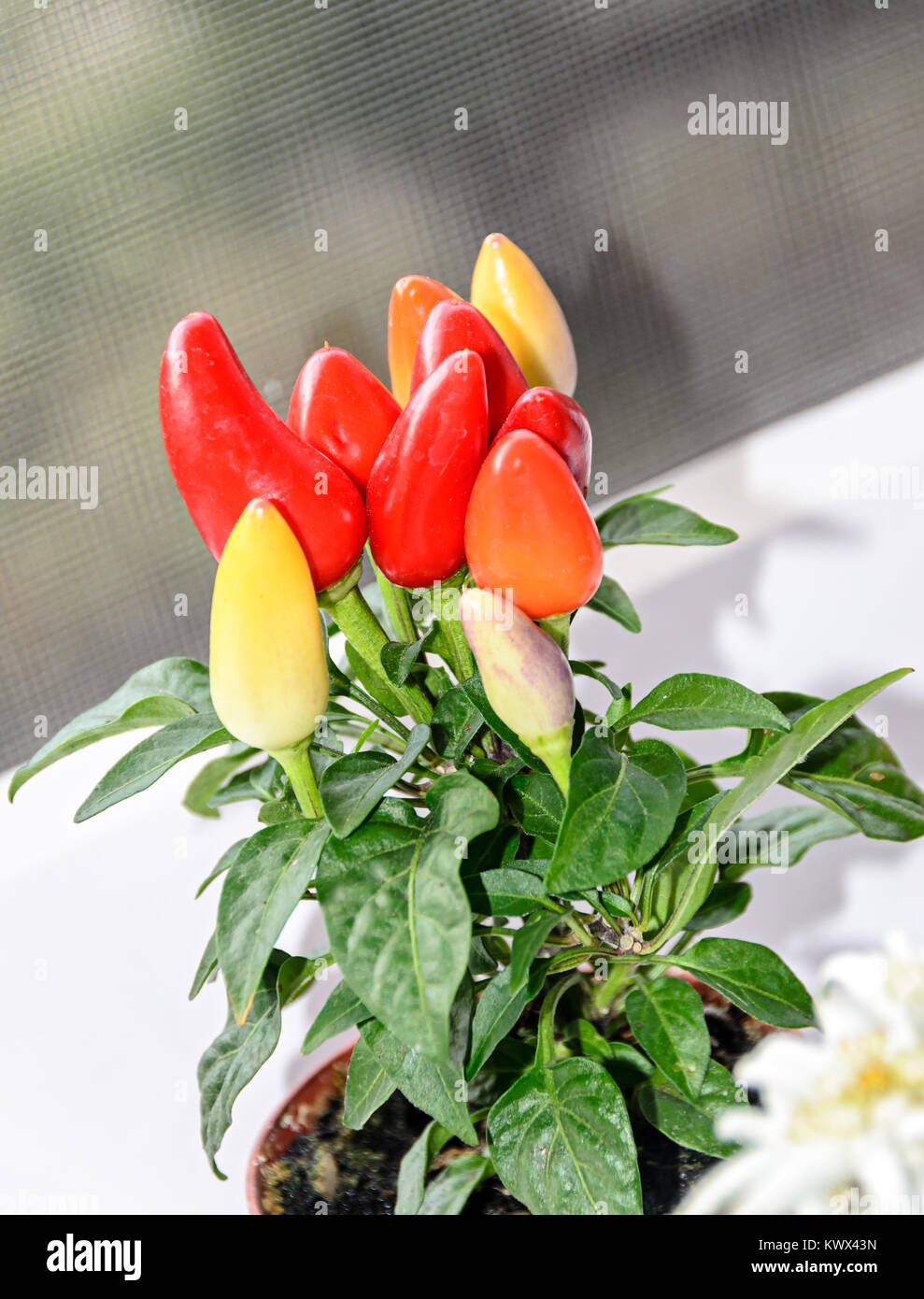 Rosso, Giallo, malva chili pepper plant (Cile pepe o peperoncino), la forma rotonda, genere Capsicum, close up Foto Stock