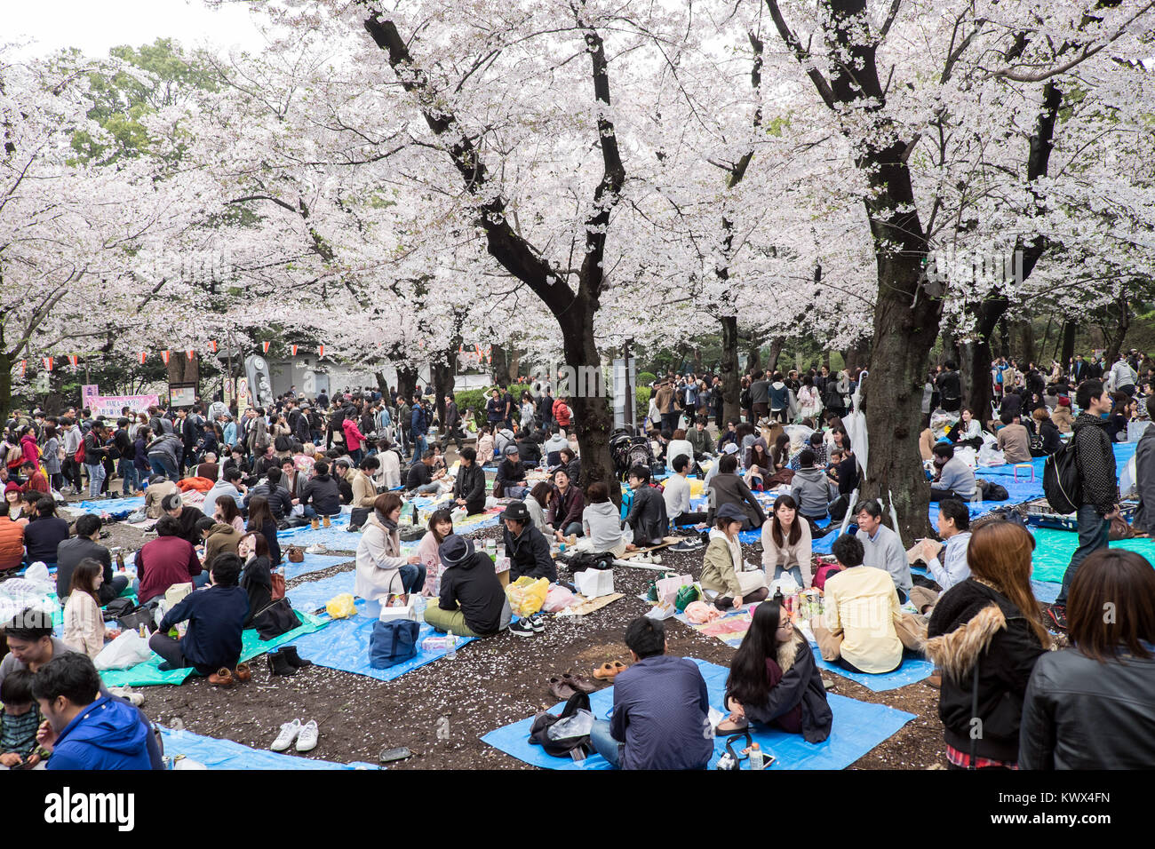 Giappone Tokyo: tradizionale picnic a celebrare i ciliegi in fiore e l'arrivo della primavera qui nel Parco di Ueno Foto Stock