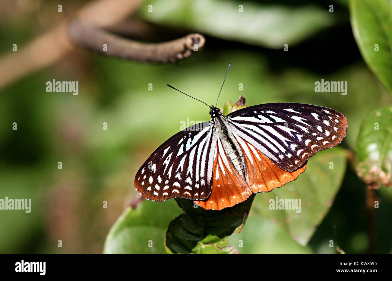 Circe butterfly Foto Stock
