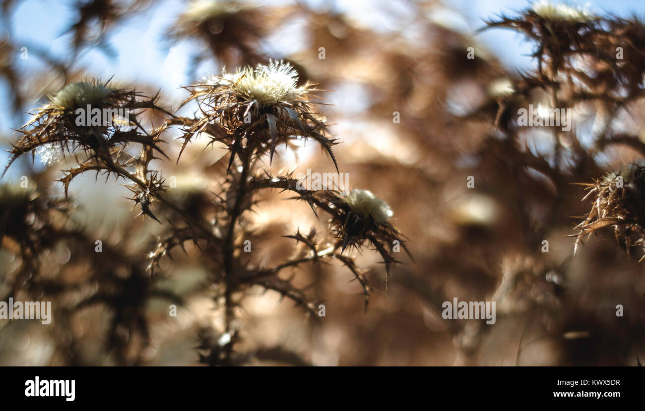 Campo di cardi Foto Stock