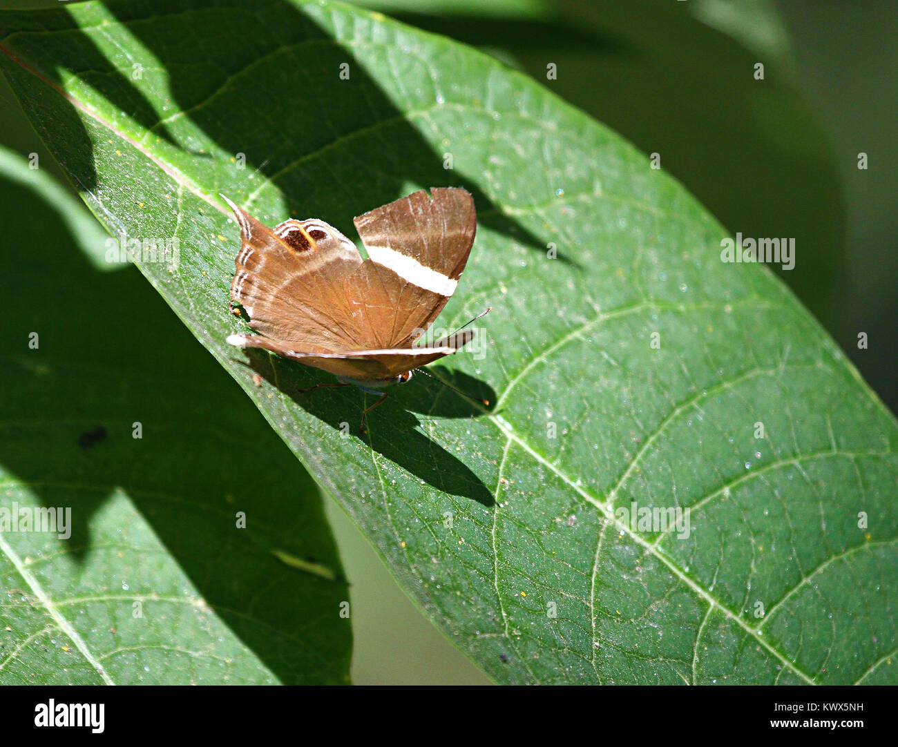 Una coda di Judy Butterfly crogiolarvi al sole su una foglia Foto Stock