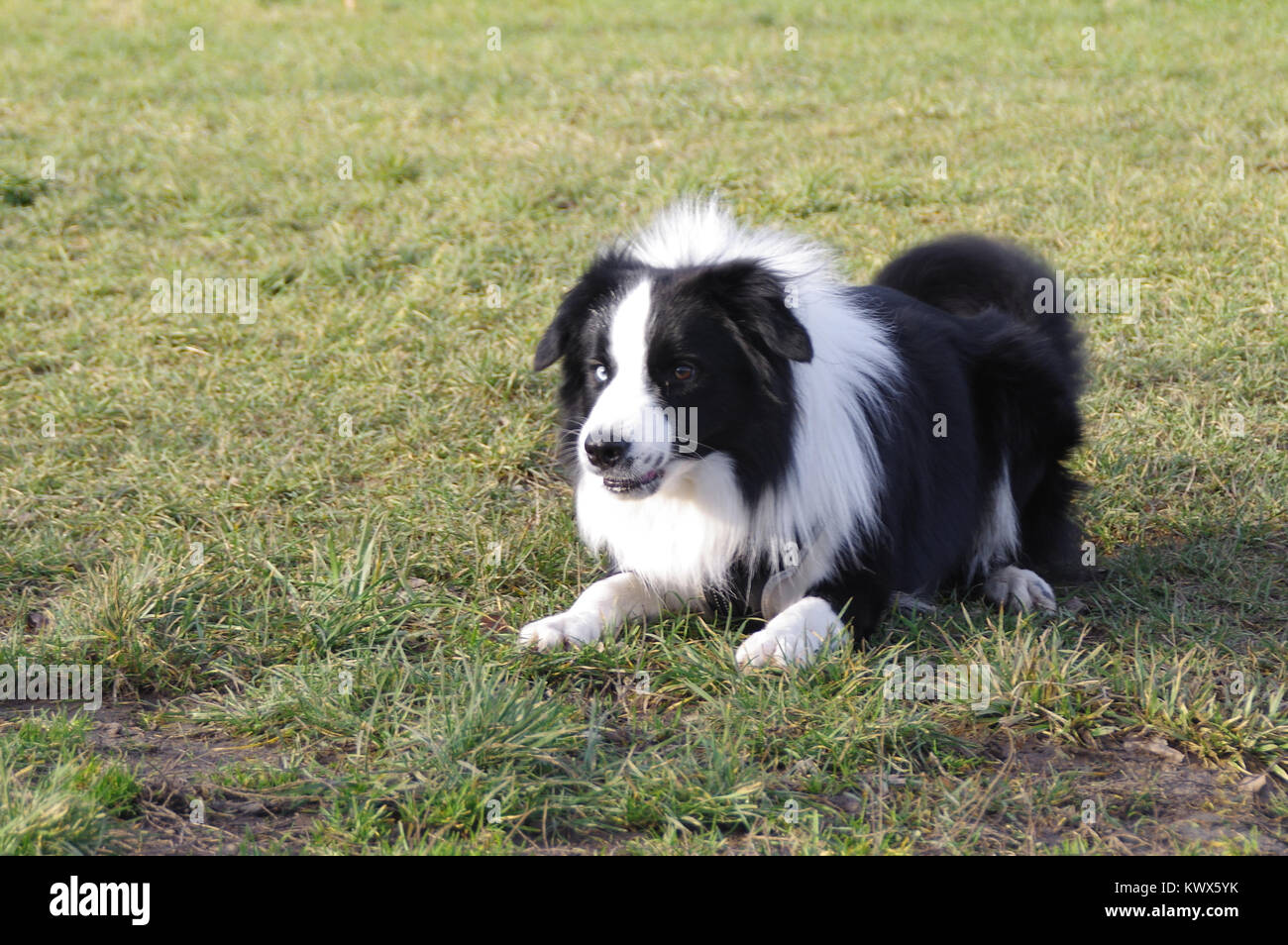 Giovani attenti Border Collie cane sdraiati sull'erba Foto Stock