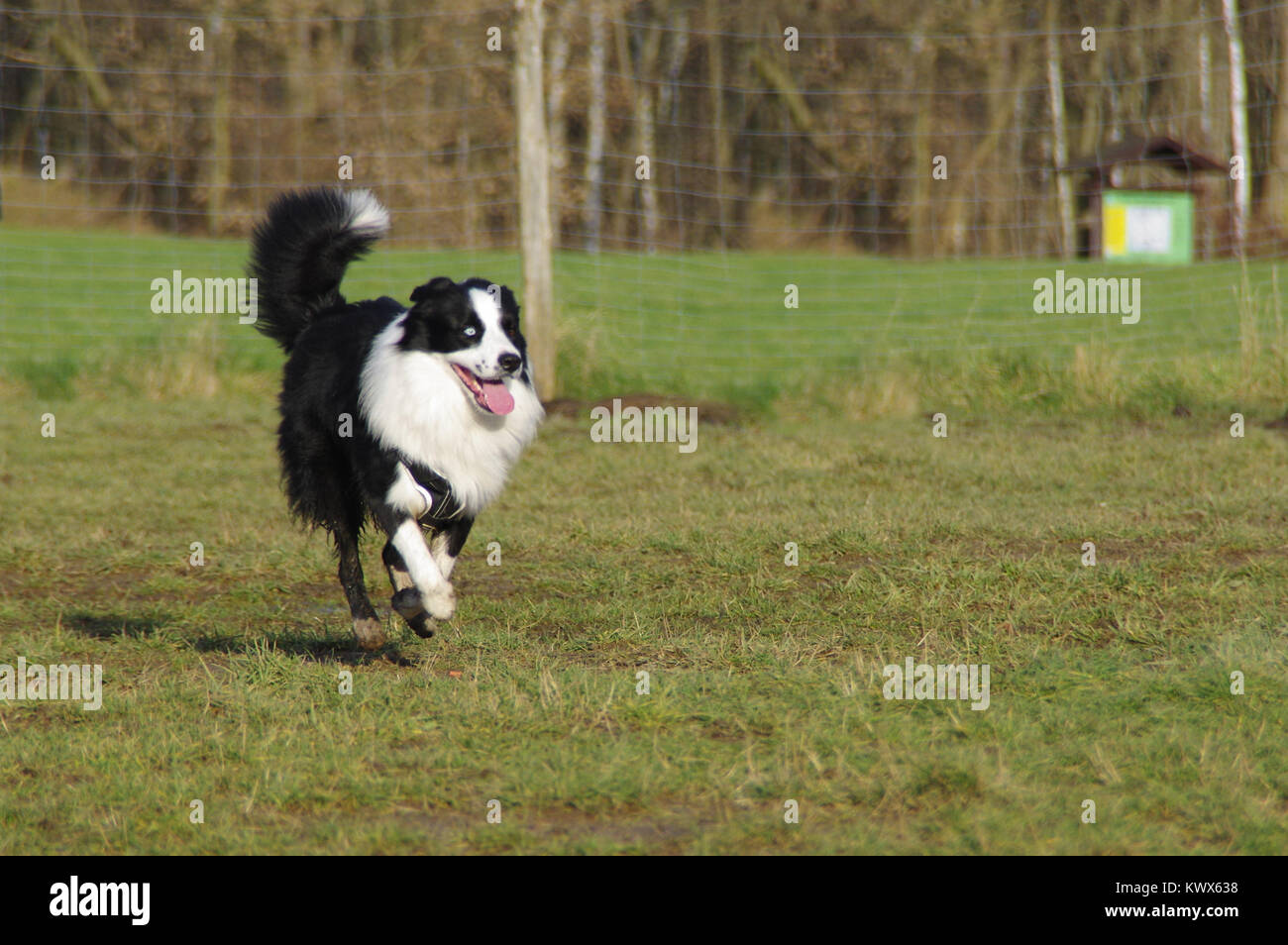 Giovani attenti cane è in esecuzione sul prato. Felice Border Collie sull'erba. Foto Stock