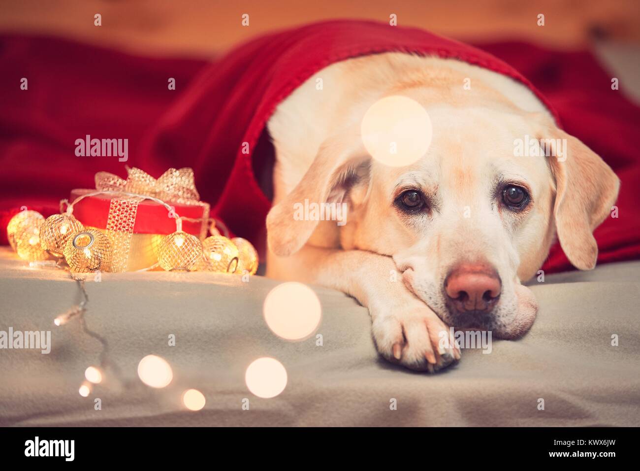 Biglietto di Natale a forma di cane maltese (15,2 x 10,2 cm), vuoto all'interno e con busta. Articolo perfetto per ogni amante dei cani. - Italia