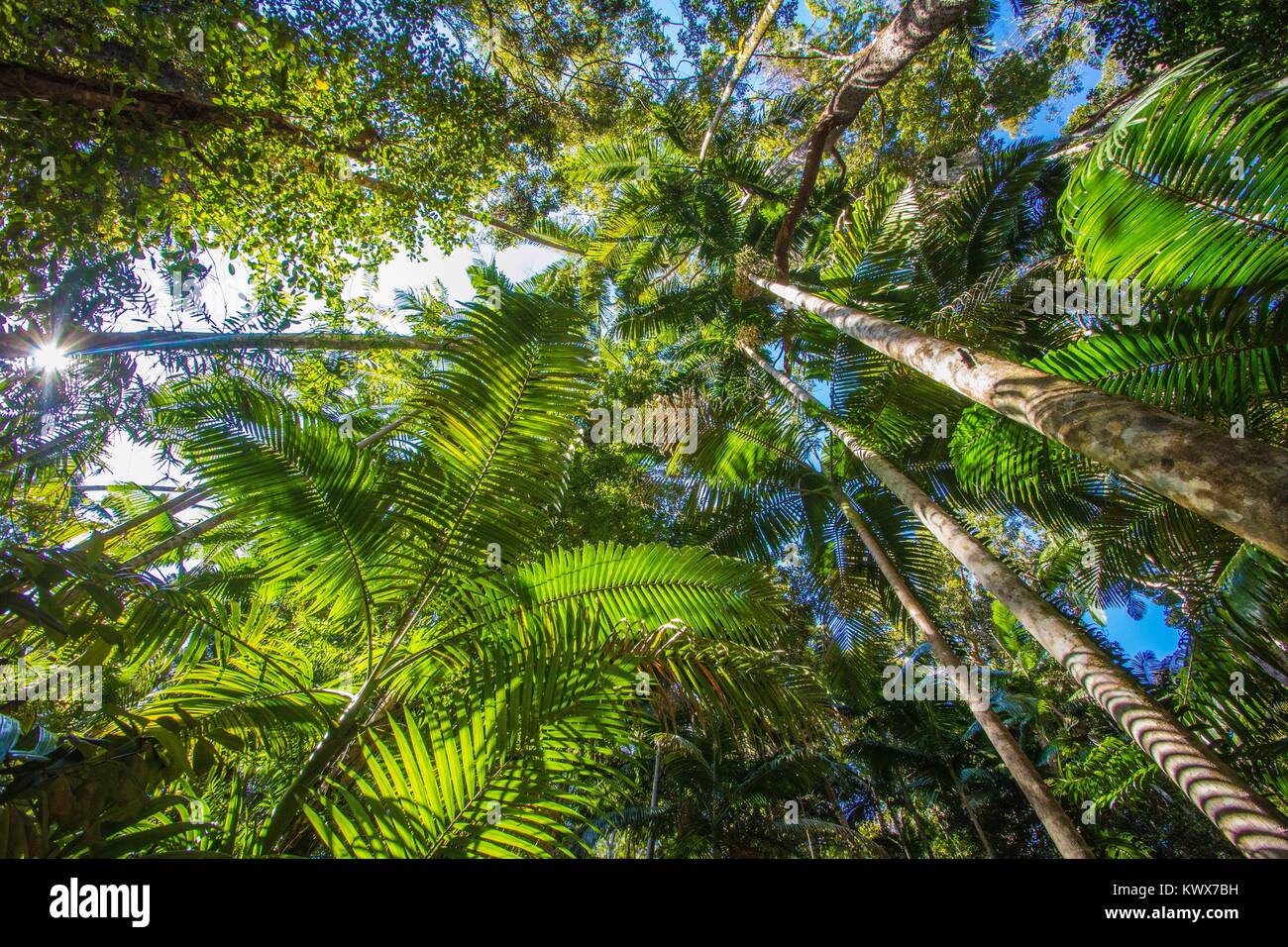 Foresta pluviale Foto Stock