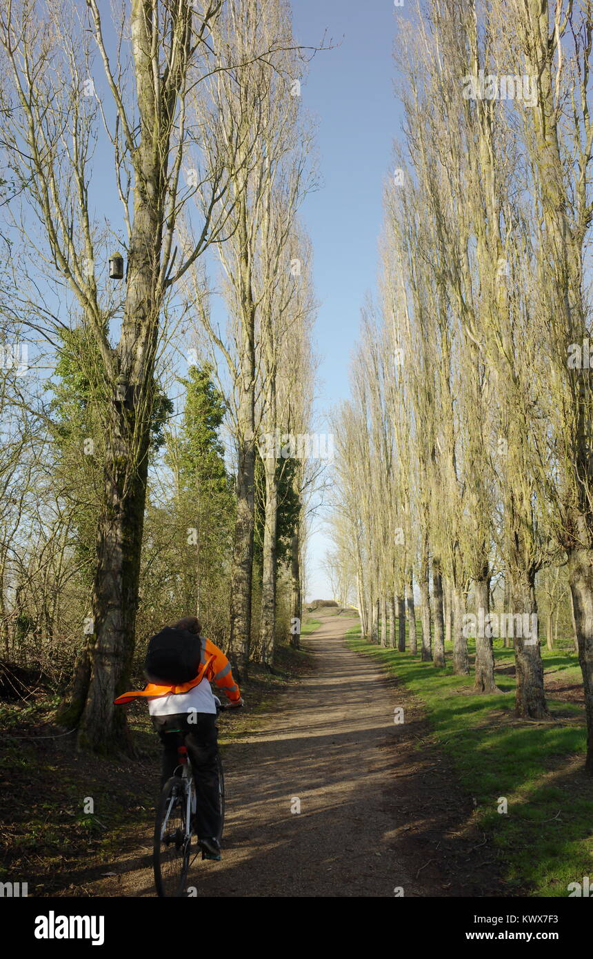 Escursioni in bicicletta su una pista passato alti alberi sottili Foto Stock