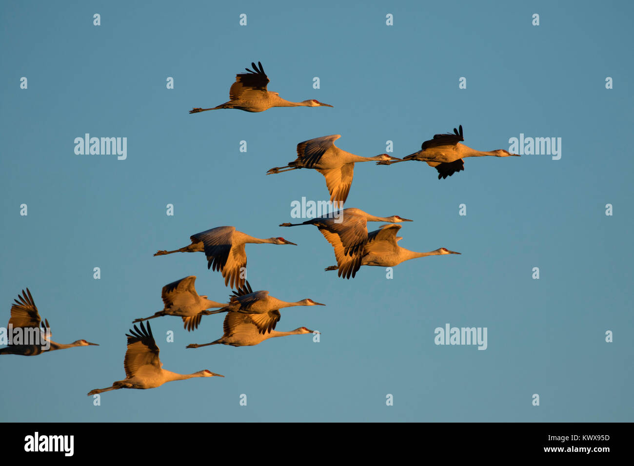 Sandhill gru in volo, Bernardo Wildlife Management Area, Nuovo Messico Foto Stock