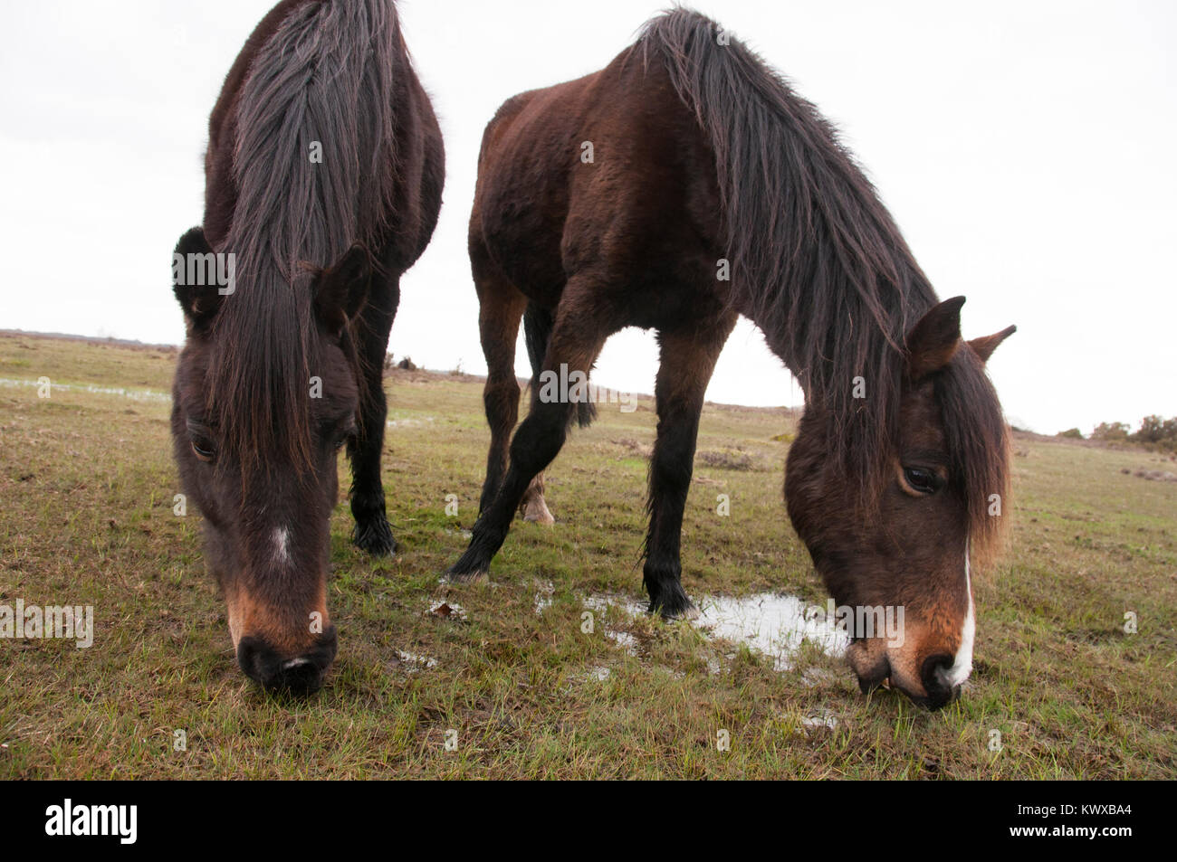 Nuova Forst Pony Graziing Foto Stock