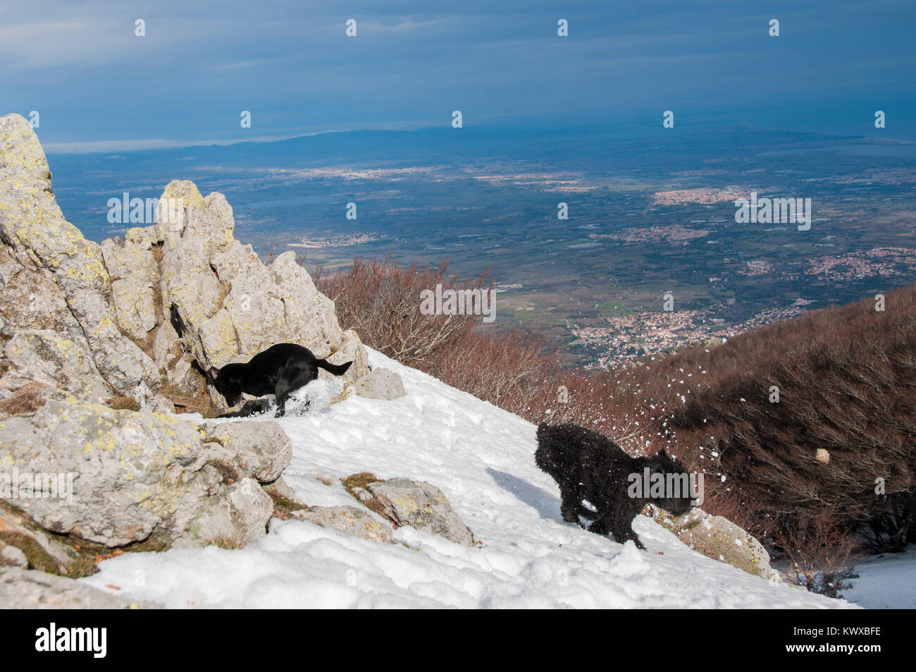 I cani a giocare nella neve su un Snow capped Mountain Foto Stock