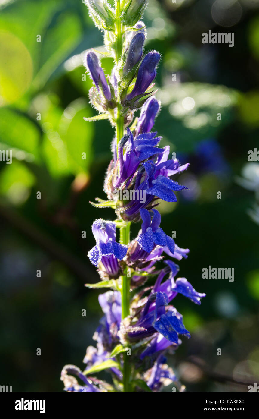 Lobelia siphilitica blooming a ghirlanda Agriturismo, Bar Harbor, Maine. Foto Stock