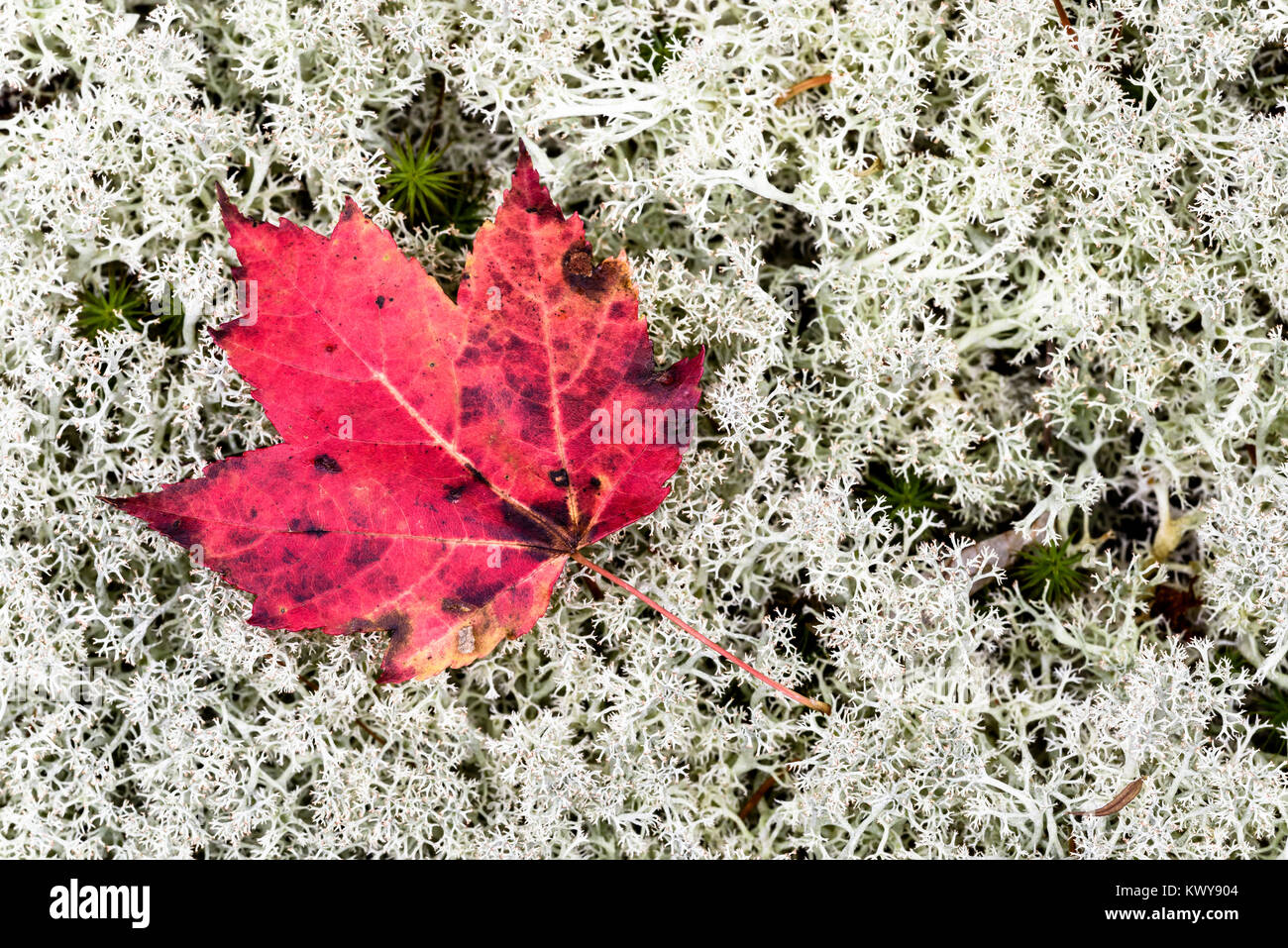 Vivacemente colorate di rosso maple leaf su bianco licheni delle renne (Cladonia rangiferina). Foto Stock