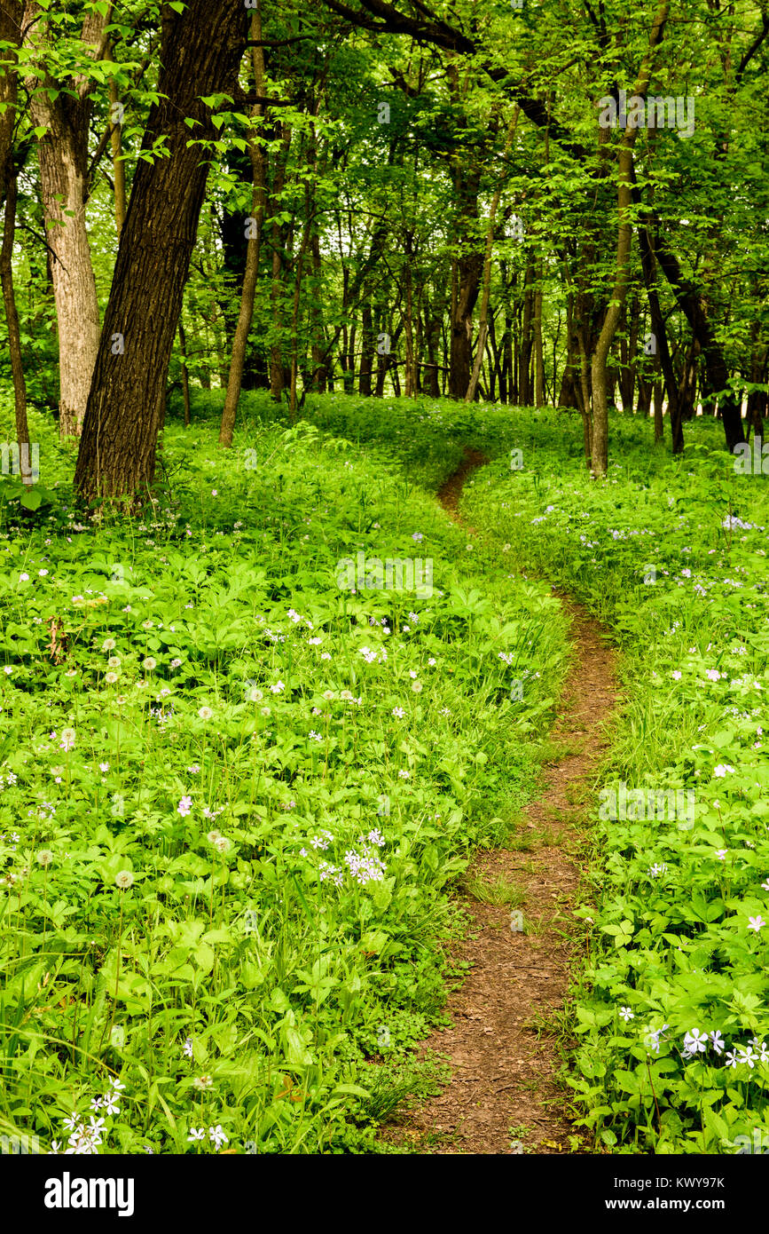 Un sentiero conduce attraverso il Phlox divaricata (Blu selvaggio Phlox) nella foresta a Louisville unità di palude del Minnesota Valley National Wildlife Refuge ho Foto Stock