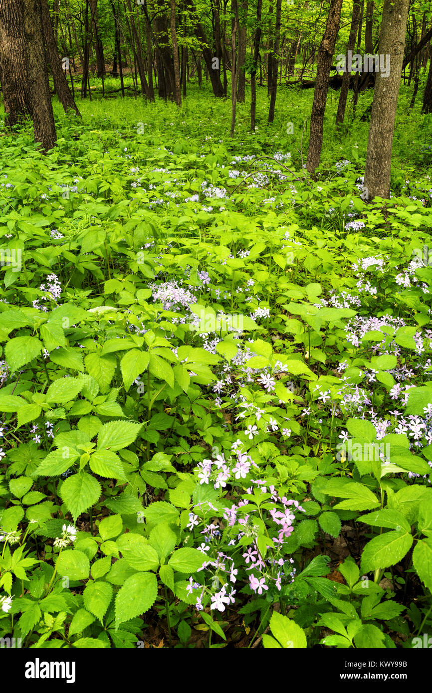 Phlox divaricata (Blu selvaggio Phlox) nella foresta a Louisville unità di palude del Minnesota Valley National Wildlife Refuge in primavera. Foto Stock