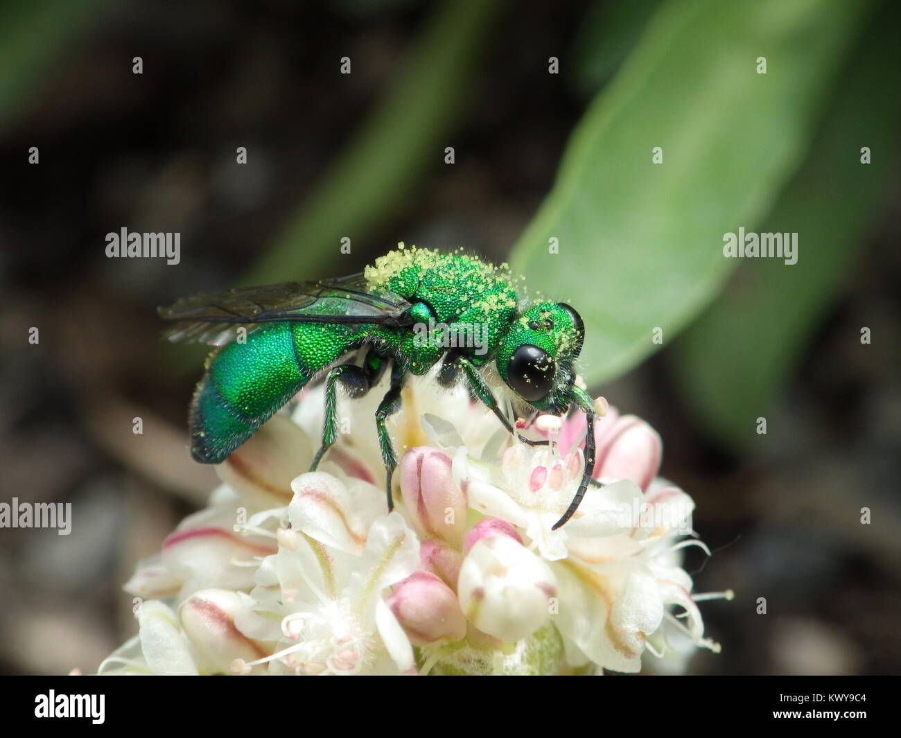 Emerald Cuckoo Wasp (Crisidi) impollinare ovalifolium Eriogonum. Foto Stock