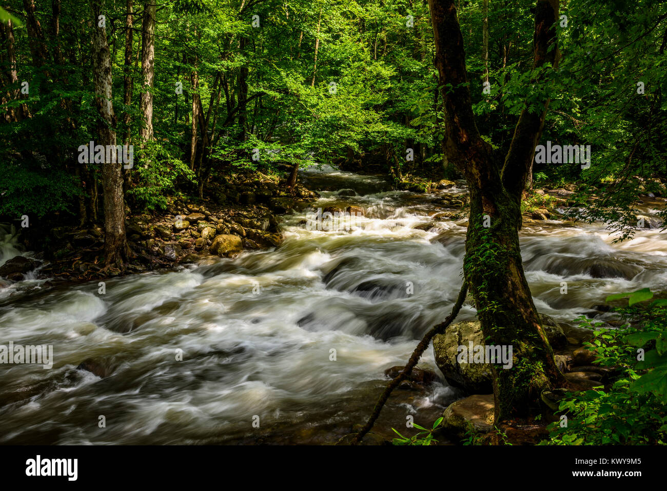 Polo Centrale piccolo fiume in Tremont area di Great Smoky Mountains. Foto Stock