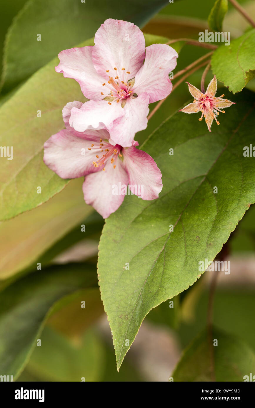 Fiori di colore rosa su albero ornamentale Foto Stock