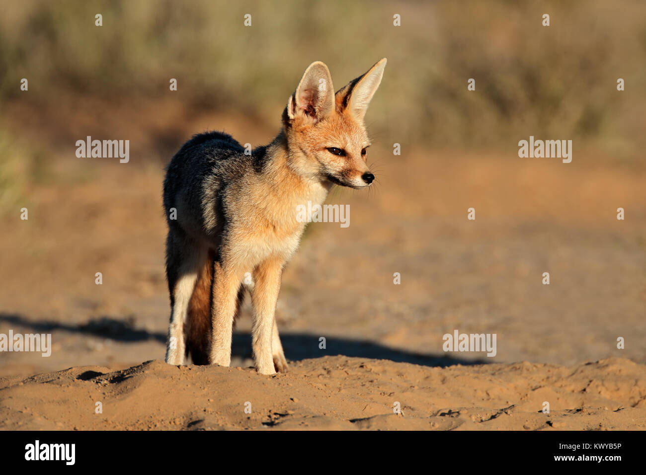 Capo volpe (Vulpes vulpes chama) in habitat naturale, deserto Kalahari, Sud Africa Foto Stock