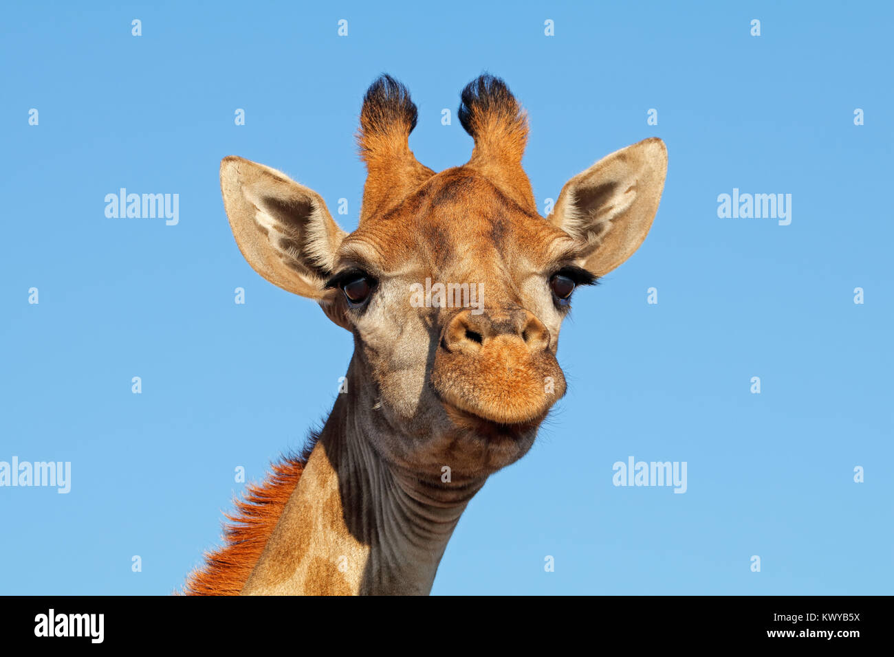 Ritratto di una giraffa (Giraffa camelopardalis) contro un cielo blu, Sud Africa Foto Stock