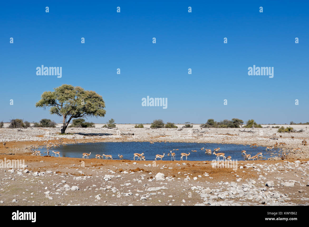 Springbok antilopi (Antidorcas marsupialis) bere a Waterhole, il Parco Nazionale di Etosha, Namibia Foto Stock