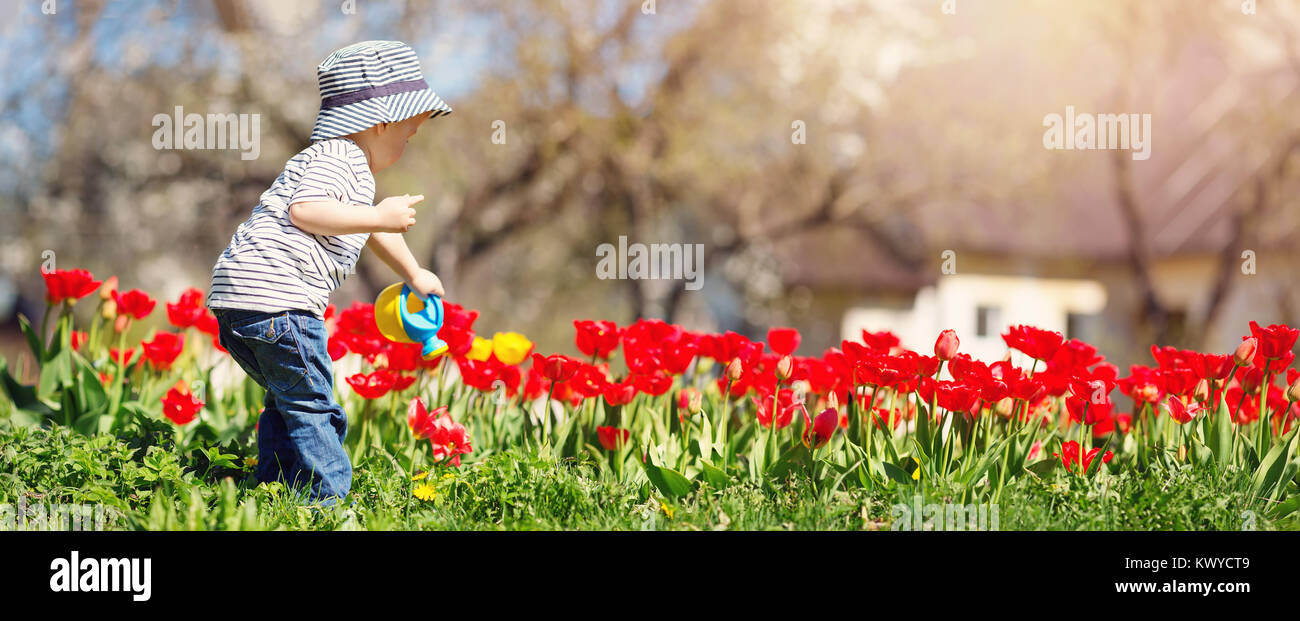 Piccolo bambino di tulipani di irrigazione sul letto di fiori nella splendida giornata di primavera Foto Stock
