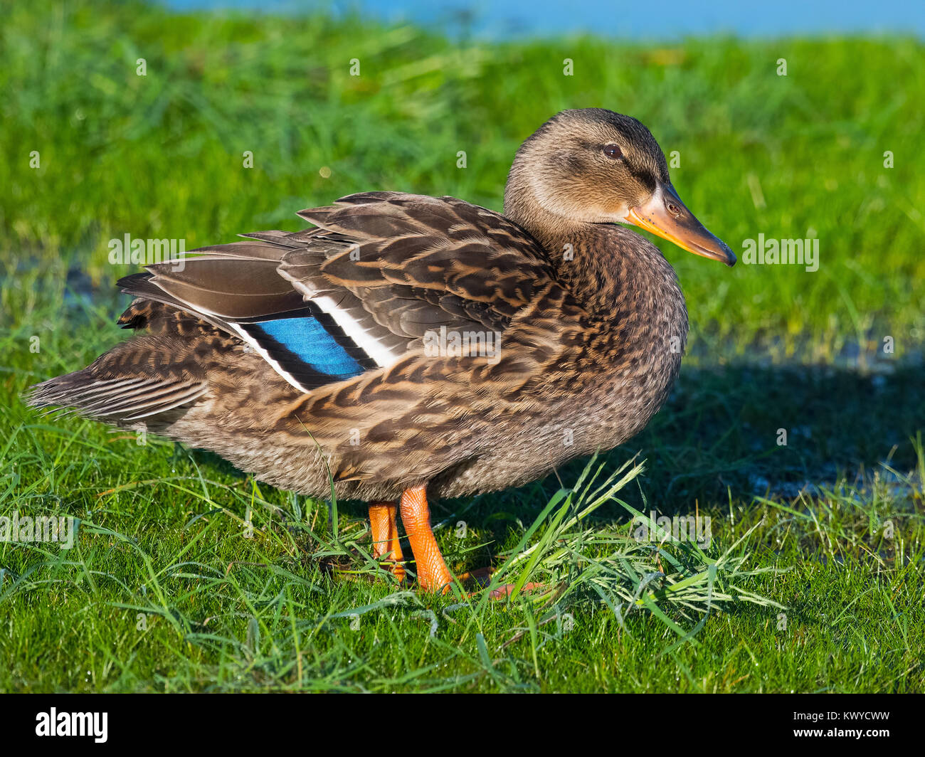 Femmina Mallard Duck Foto Stock