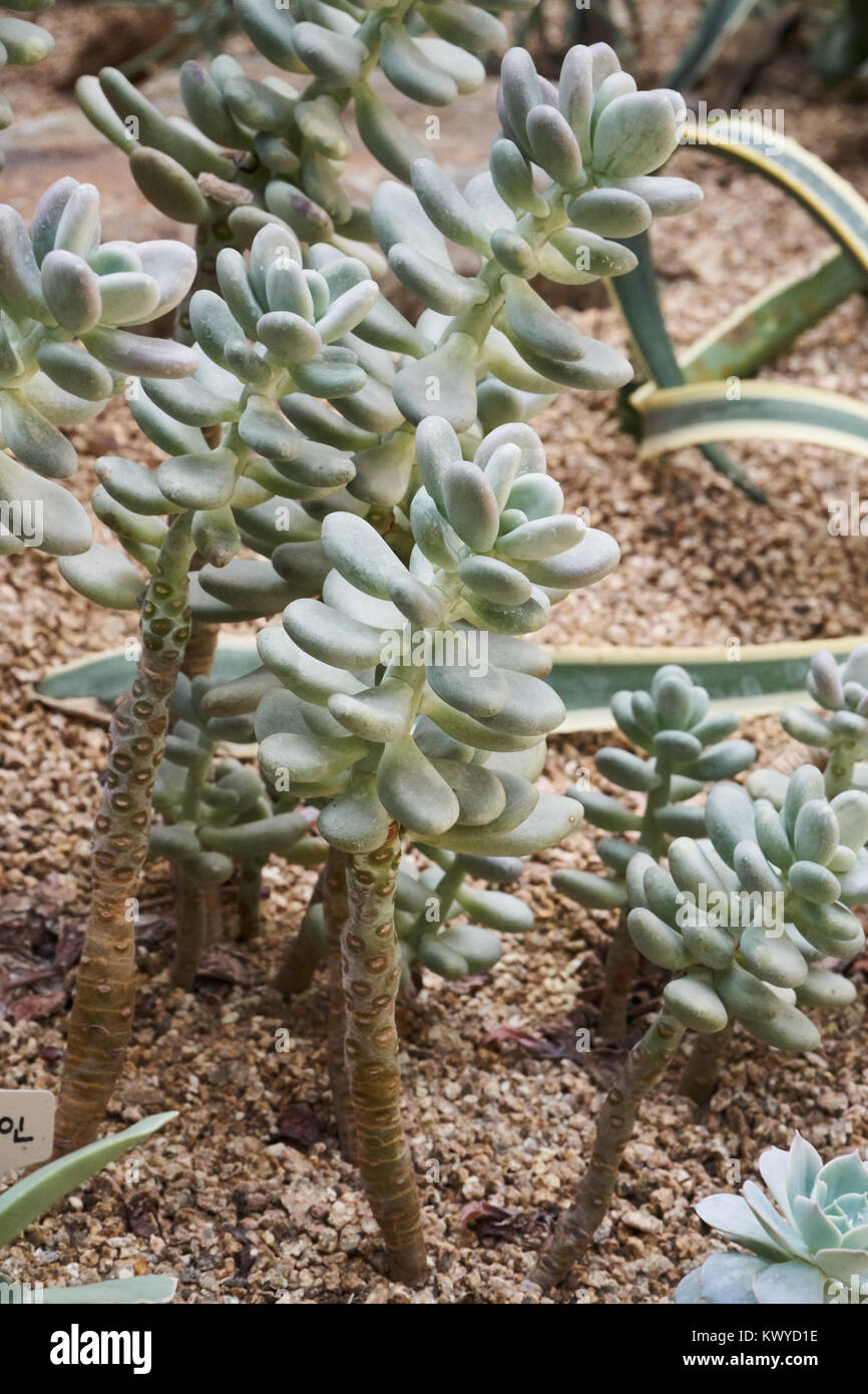 Pachyphytum oviferum, chiamato anche sugaralmond pianta o pietra di luna,  una specie di piante in genere Pachyphyum Foto stock - Alamy