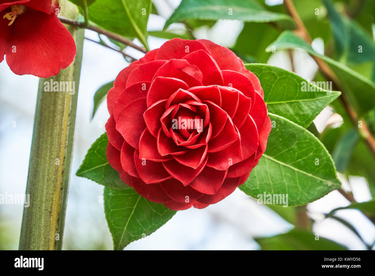 Primo piano di un fiore di Camellia japonica, che è comunemente noto come camellia o rosa dell'inverno. Foto Stock