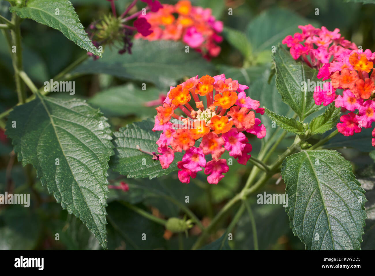 Lantana camara. Si tratta di una specie di pianta flowering in la verbena famiglia. Ed è anche noto come big-salvia, wild-salvia, rosso-salvia, bianco-salvia o tickber Foto Stock