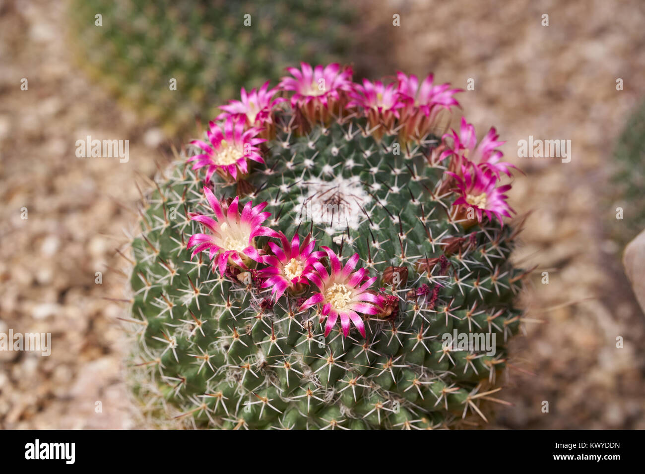 Mammillaria mystax è una specie di cactus nella famiglia Cactaceae. È nativo di stati messicani di Hidalgo, Oaxaca e centrale di Puebla. Foto Stock