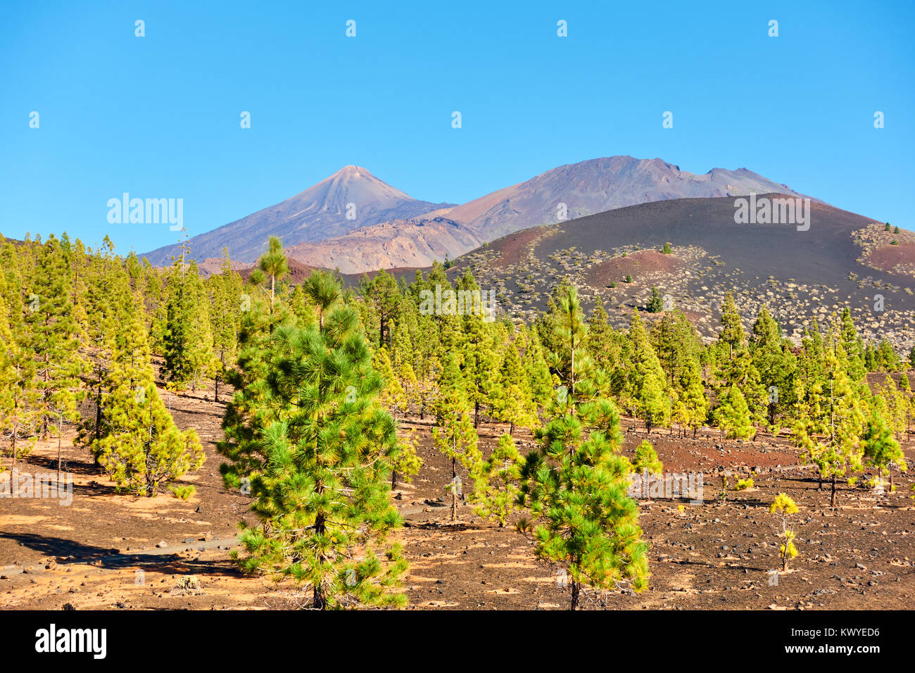 Alberi di pino nel Parco Nazionale del Teide a Tenerife, Canarie Foto Stock