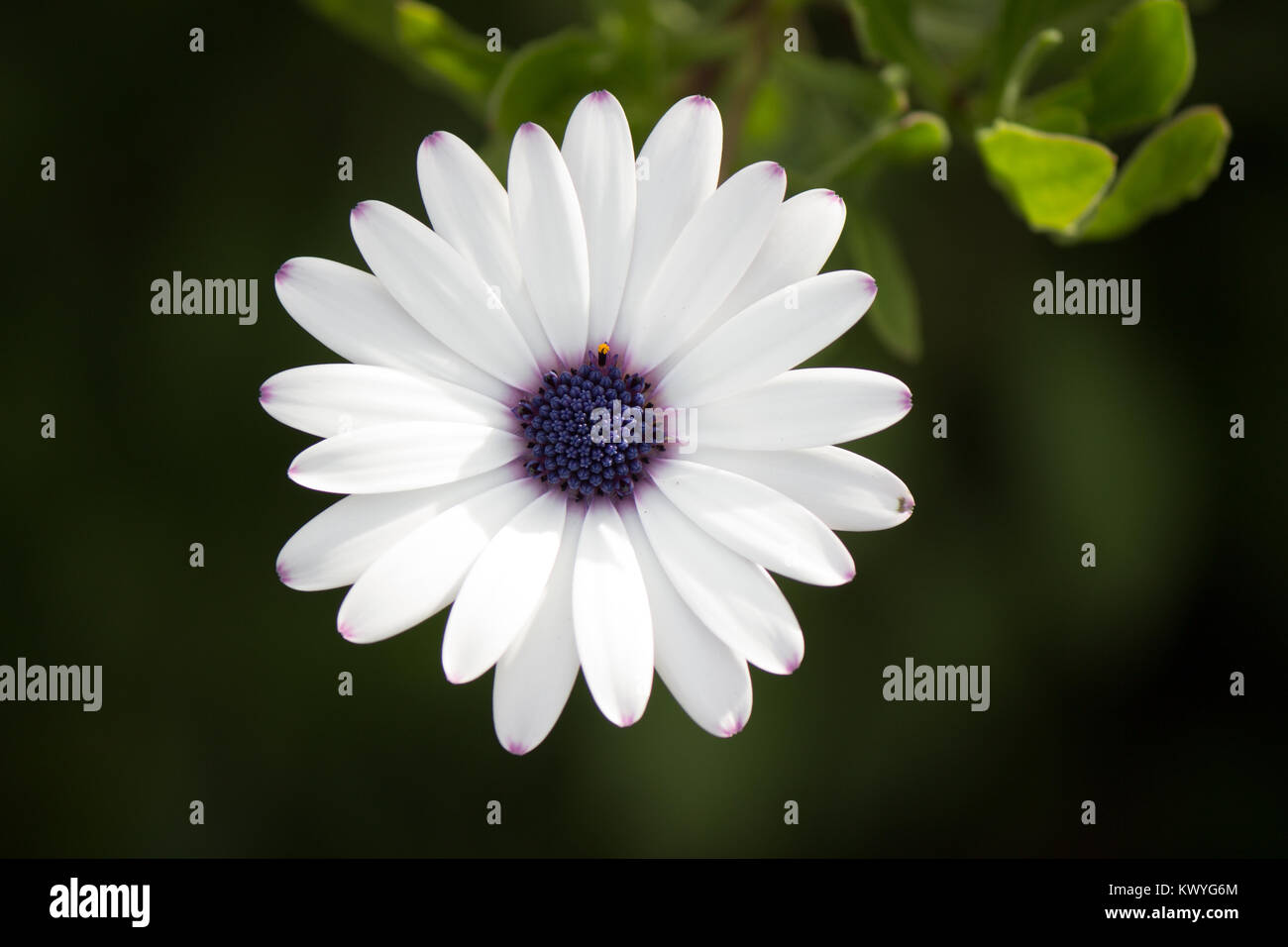 Estate fiore con petali di colore bianco e lilla center Foto Stock