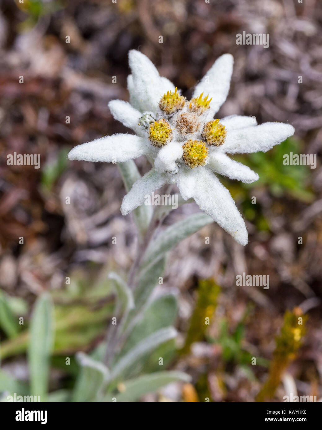 Leontopodium alpinum. Stella Alpina. Edelweiss. Fiore alpino nelle  Dolomiti. Alpi Italiane Foto stock - Alamy