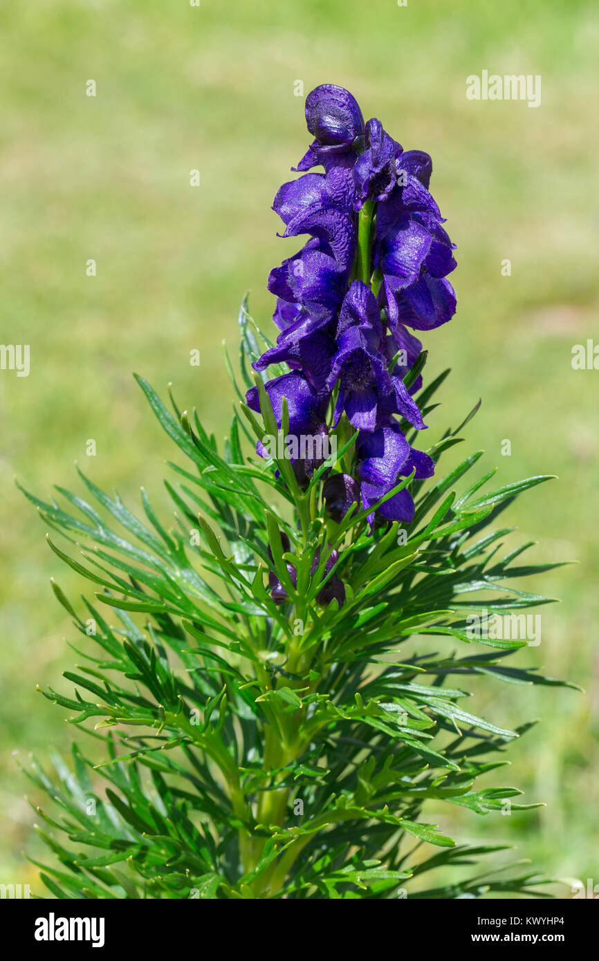 Aconitum napellus, Moonk's-cofano, Aconitum. Aconito napello. Di fiori alpini. Foto Stock