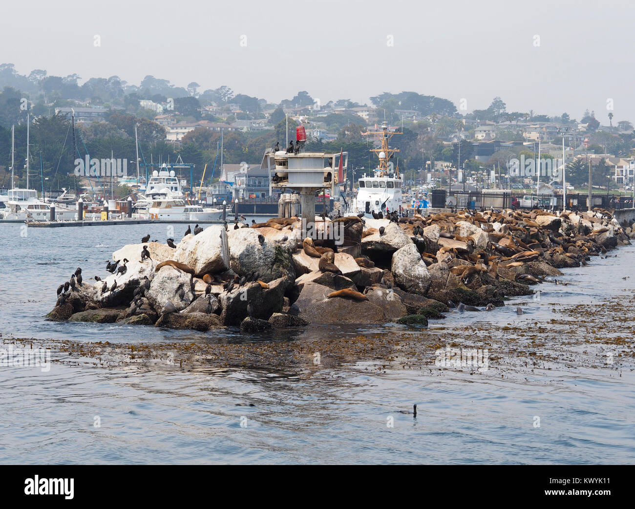 I leoni marini sono appesi fuori presso il muro del molo del porto entrata di Monterey in California. Foto Stock