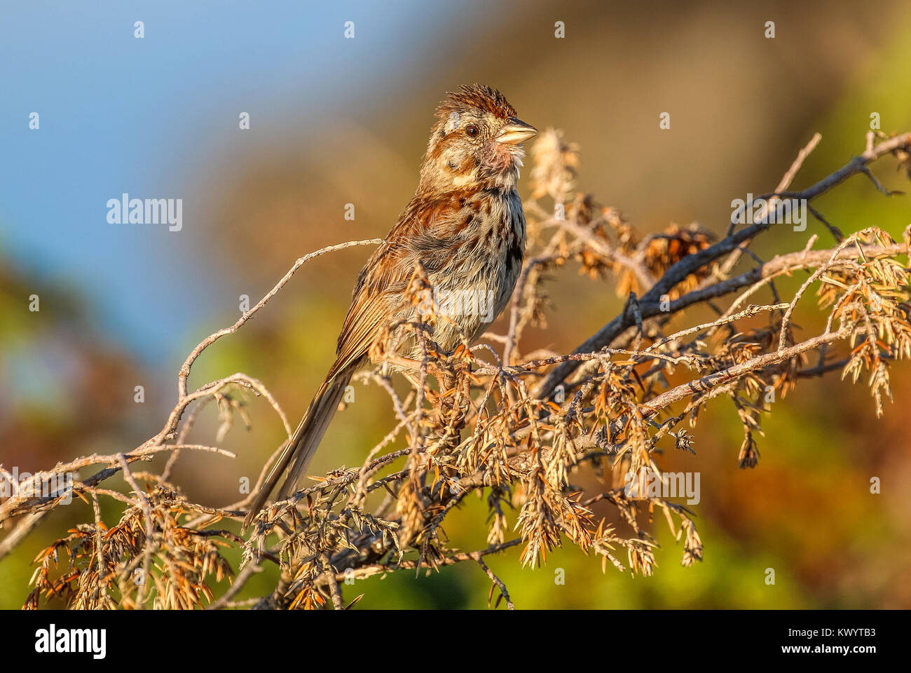 Orso grizzly e corvi condividi elk uccidere il Parco Nazionale di Yellowstone Foto Stock