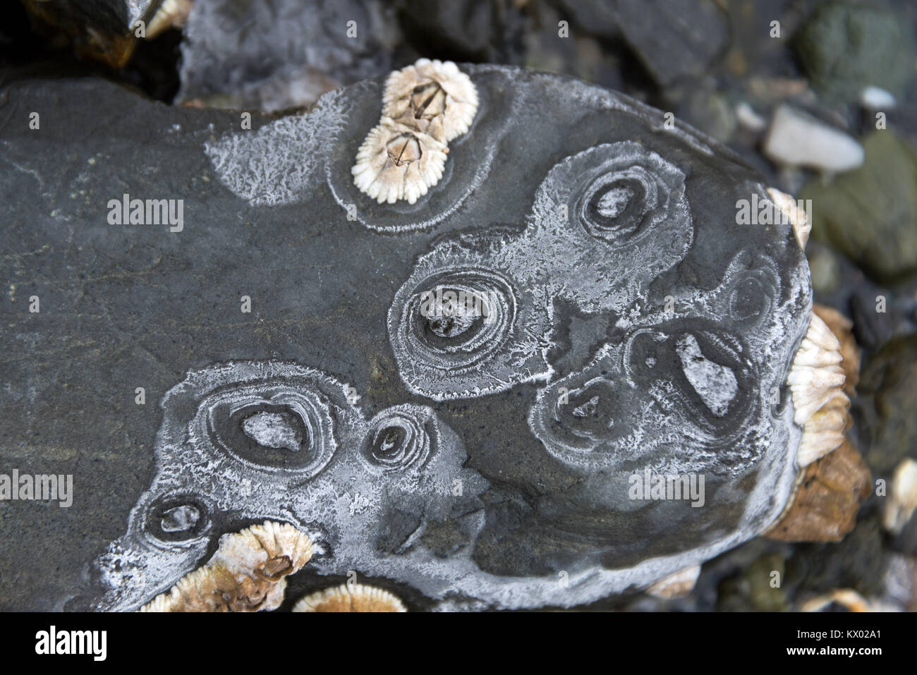 Gli anelli del sale precipitato sulla spiaggia le pietre come acqua di mare si blocca ed evapora, Parco Nazionale di Acadia, Bar Harbor, Maine. Foto Stock