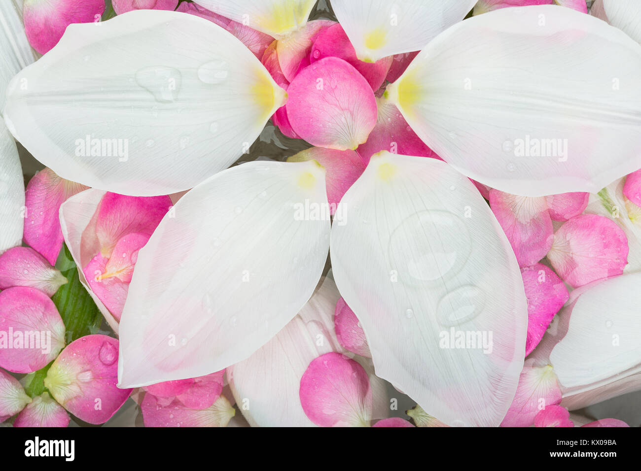 Sfondo, bellezza, il concetto di cura. Ci sono vista superiore di forma ovale di foglie di colore bianco che è sceso dal tulip gemme hanno pulito e colore bordo giallo alla base Foto Stock