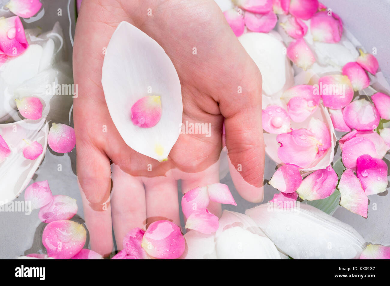 La tenerezza, la femminilità, concetto di trattamento. vi è ovale white leaf di tulip che è come la barca con piccolo petalo di fiore di ciliegio, entrambi sono posti nel palmo della donna Foto Stock
