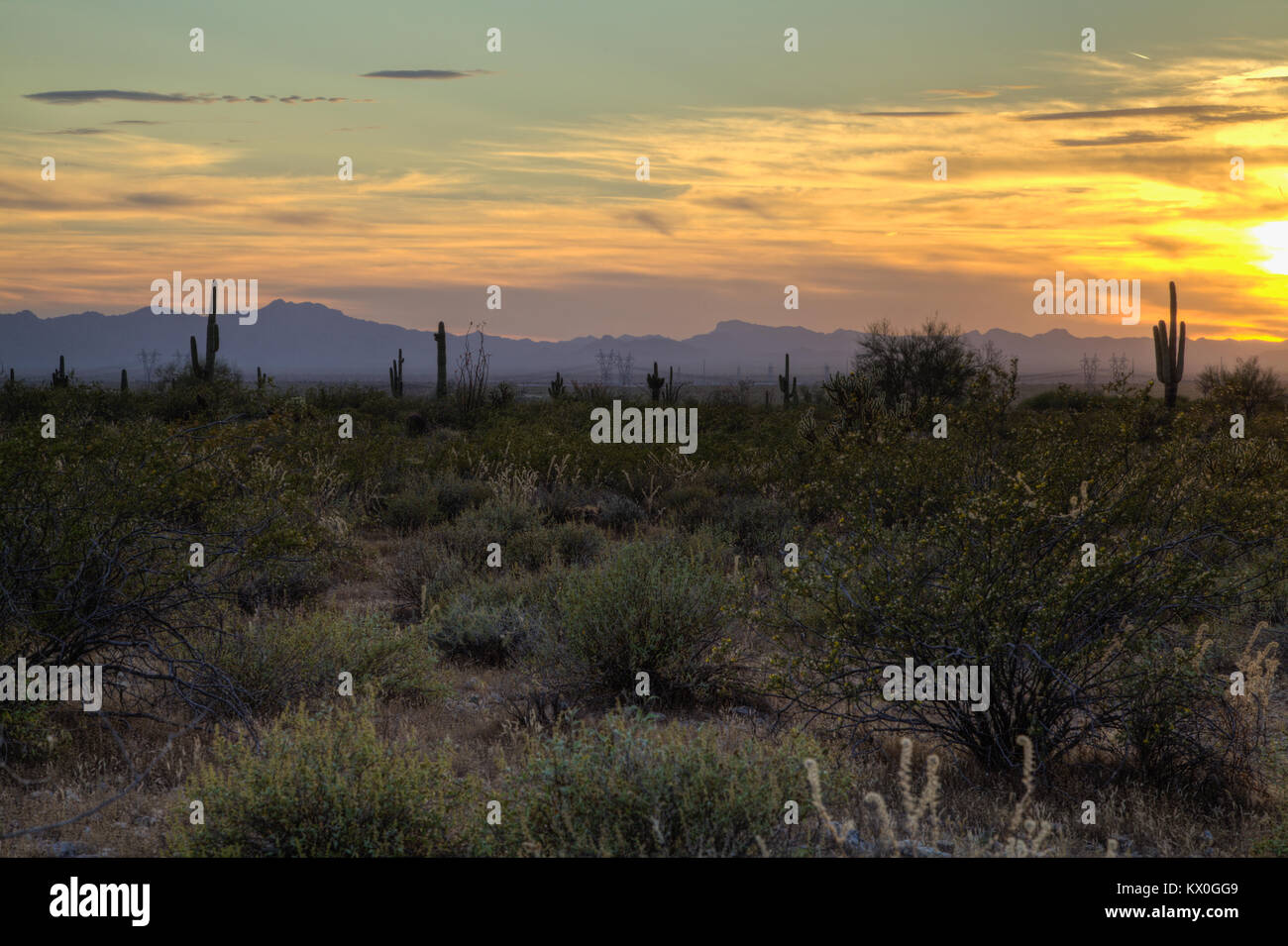 Tramonti sul deserto di Sonora di Arizona lasciando il cactus Saguaro come silhouette. Foto Stock