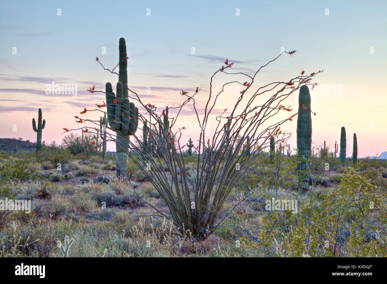 Un arbusto Ocotillo in piena fioritura in Arizona Deserto di Sonora. Foto Stock
