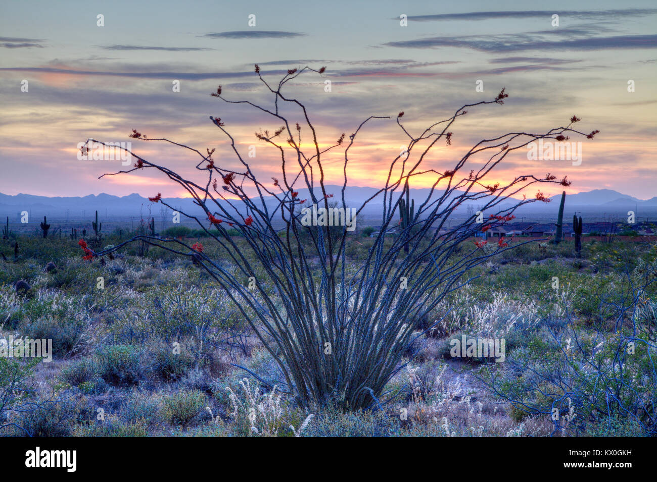Un arbusto Ocotillo fioritura in Arizona Deserto di Sonora. Foto Stock
