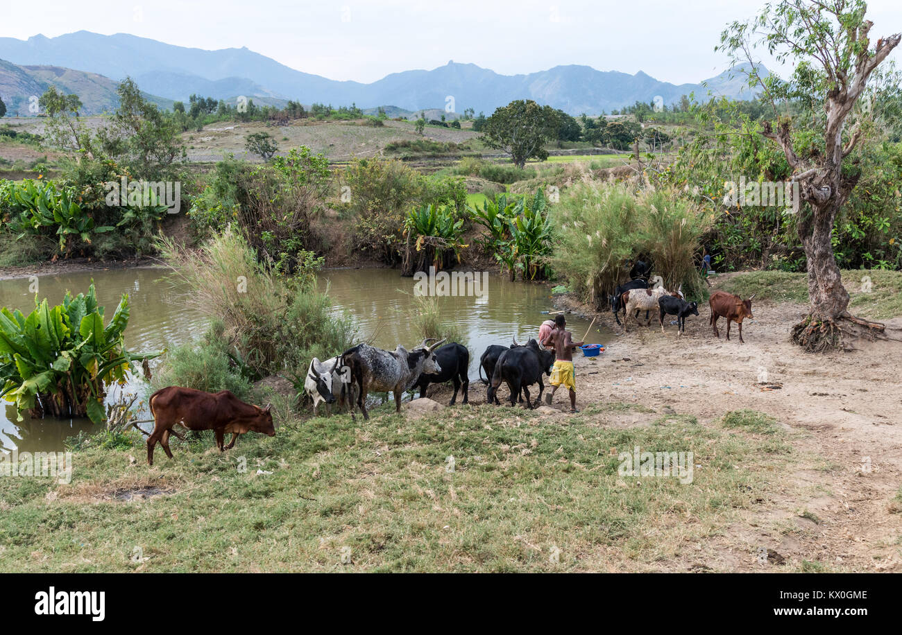 Zebù, una razza locale di capi di bestiame e di bere in un fiume. Madagascar, Africa. Foto Stock