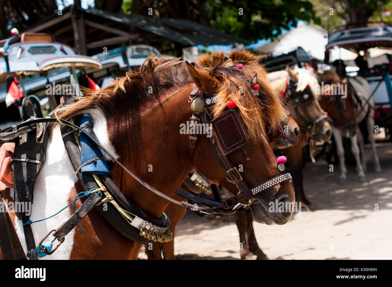 Indonesia, Lombok, Gili arcipelago, Gili Air, l'unico mezzo di trasporto è il cidomo, carro trainato da cavalli Foto Stock