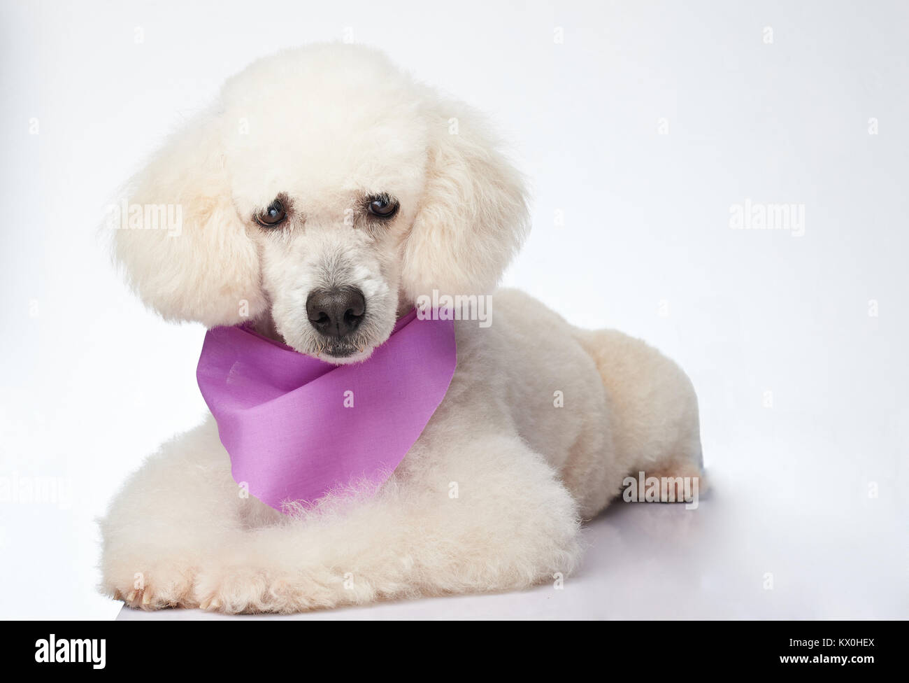 Carino curato bianco cane barboncino isolato di posa Foto Stock