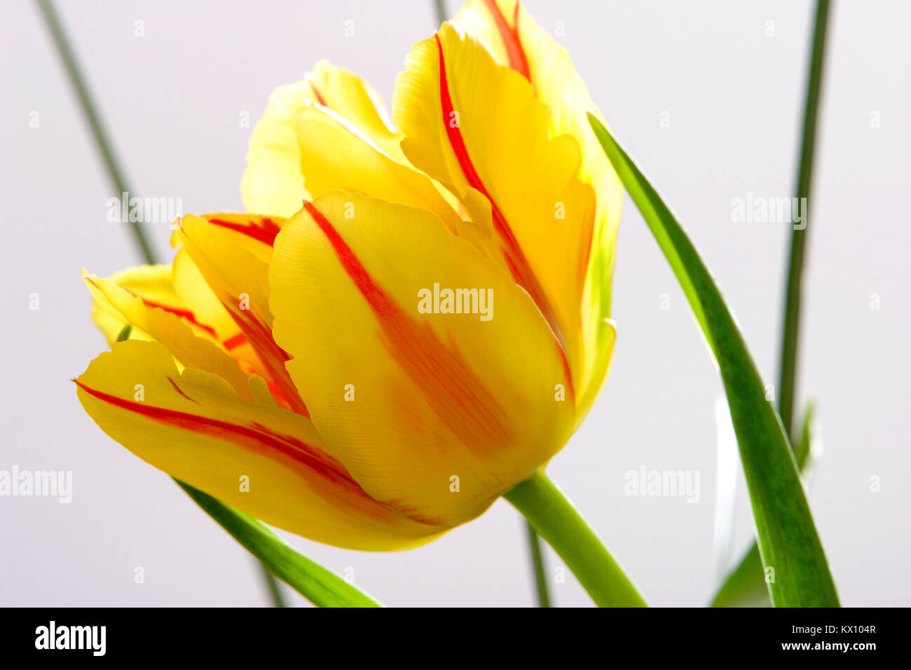 Illustrazione - closeup composizione della fioritura Tulipani botanici (latino: Tulipa) Foto Stock